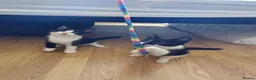 Domestic Shorthair cats for sale: Thunder and lightning  - Advert 2