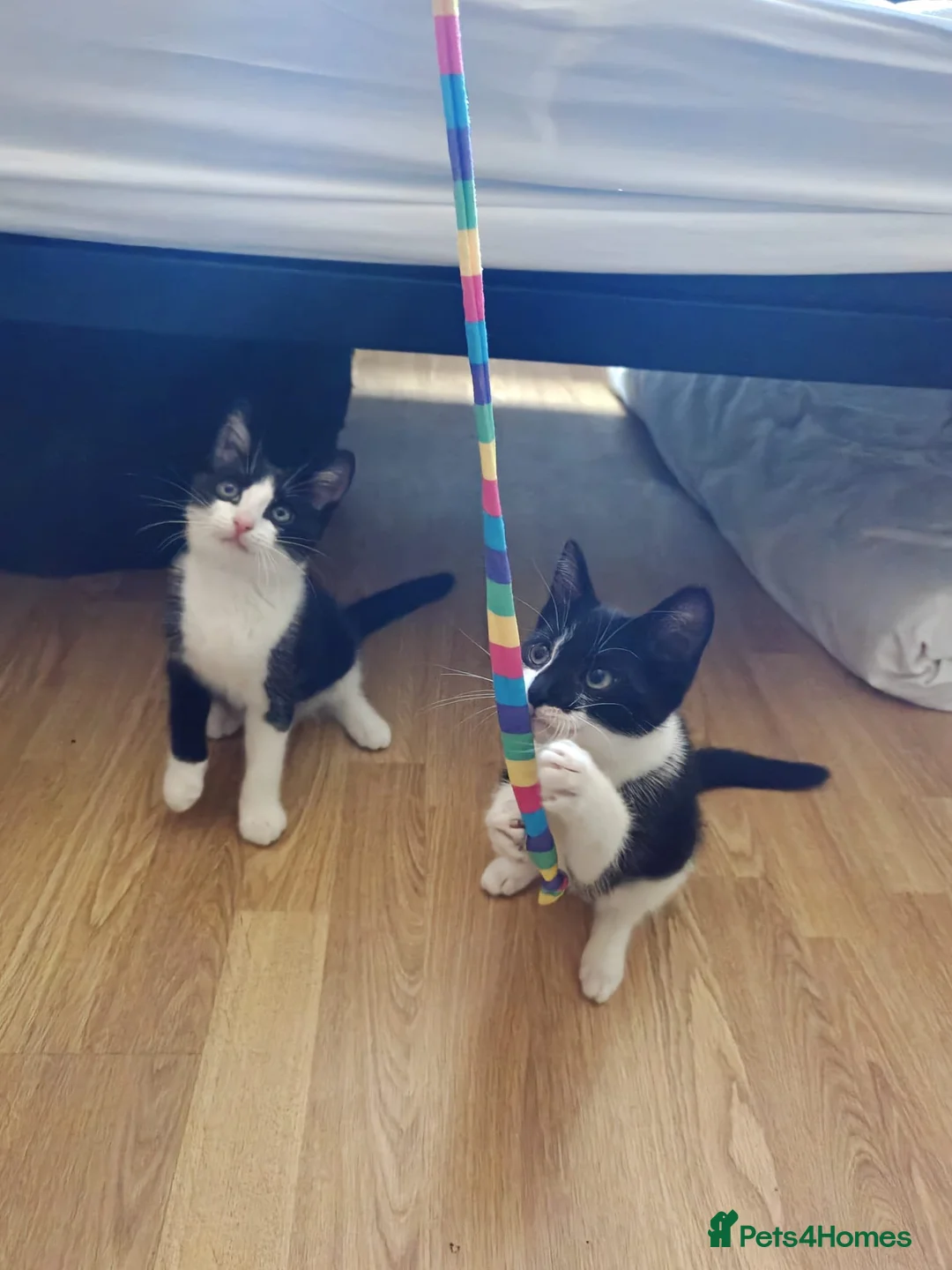 Domestic Shorthair cats for sale: Thunder and lightning  - Advert 2