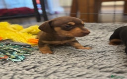 Miniature Dachshund dogs for sale: Gorgeous KC reg miniature Dachshund puppies  - Image 20