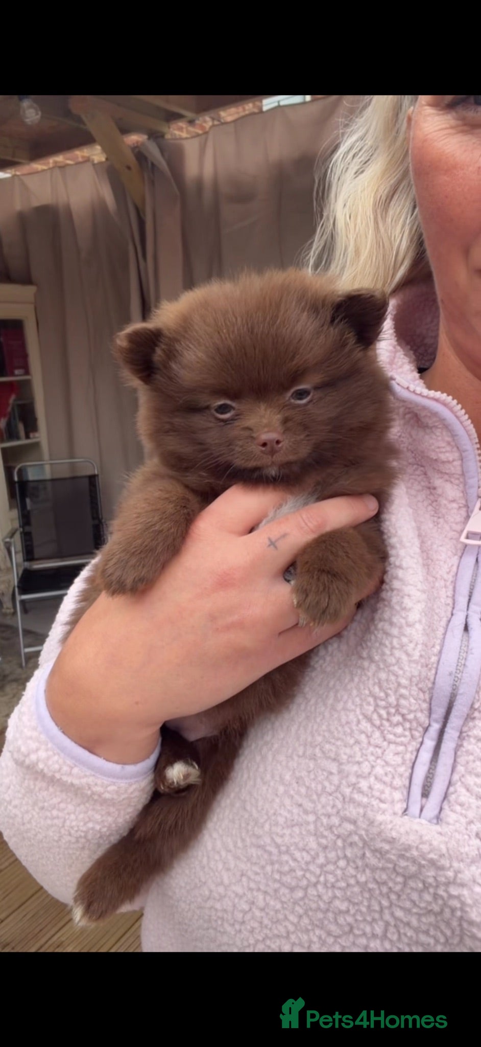 Pomchi dogs ❤️💙 Pomeranian Puppies 🐶  - Advert 2