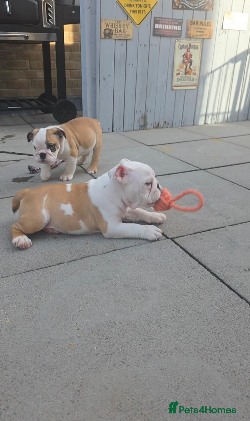 English Bulldog dogs English bulldog pups kc reg (READY NOW)   - Advert 2