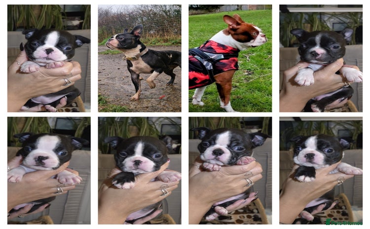 Boston Terrier dogs - Advert 1