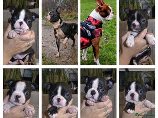 Boston Terrier dogs - Advert 3