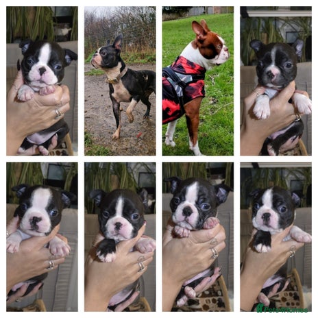 Boston Terrier dogs - Advert 2