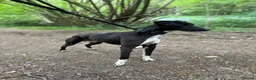 Mixed Breed dogs for sale: Saluki grey X lurcher in Canvey Island - Advert 2