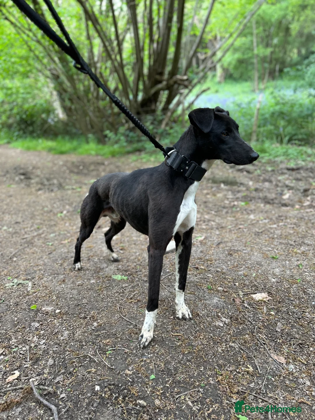 Mixed Breed dogs for sale: Saluki grey X lurcher in Canvey Island - Advert 2