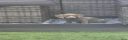 Miniature Dachshund dogs for sale: Blue/IsabellaTanMiniatureDachshund - READY - Advert 5