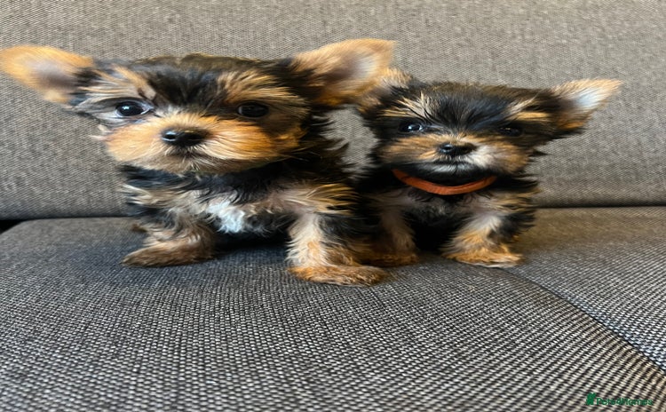 Yorkshire Terrier dogs - Advert 3