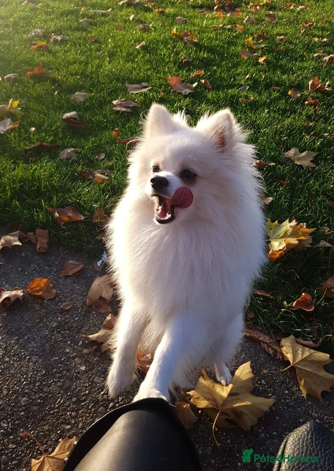 Pomeranian dogs for stud:  White Pomeranian dog “Proven, experienced STUD” in Ilford - Advert 16