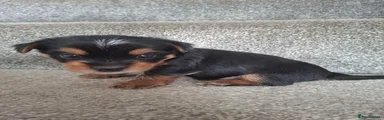 Puppy 1