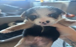 Jack Russell dogs for sale: Jack Russell puppies for sale - Image 7