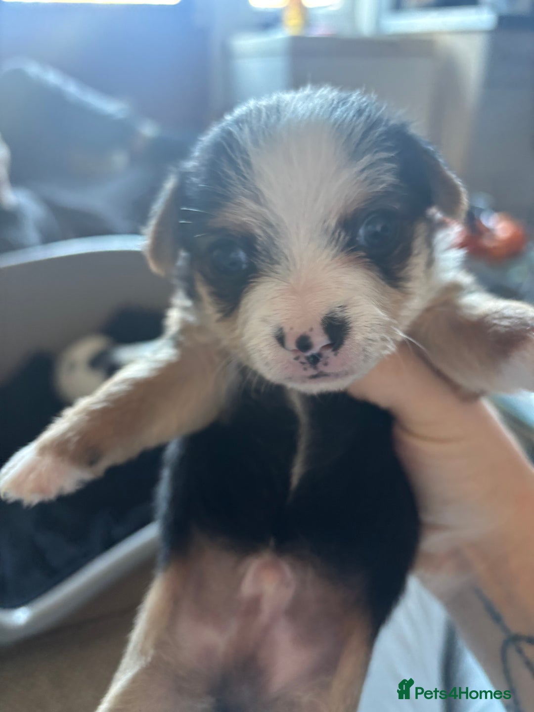 Jack Russell dogs for sale: Jack Russell puppies for sale - Image 7