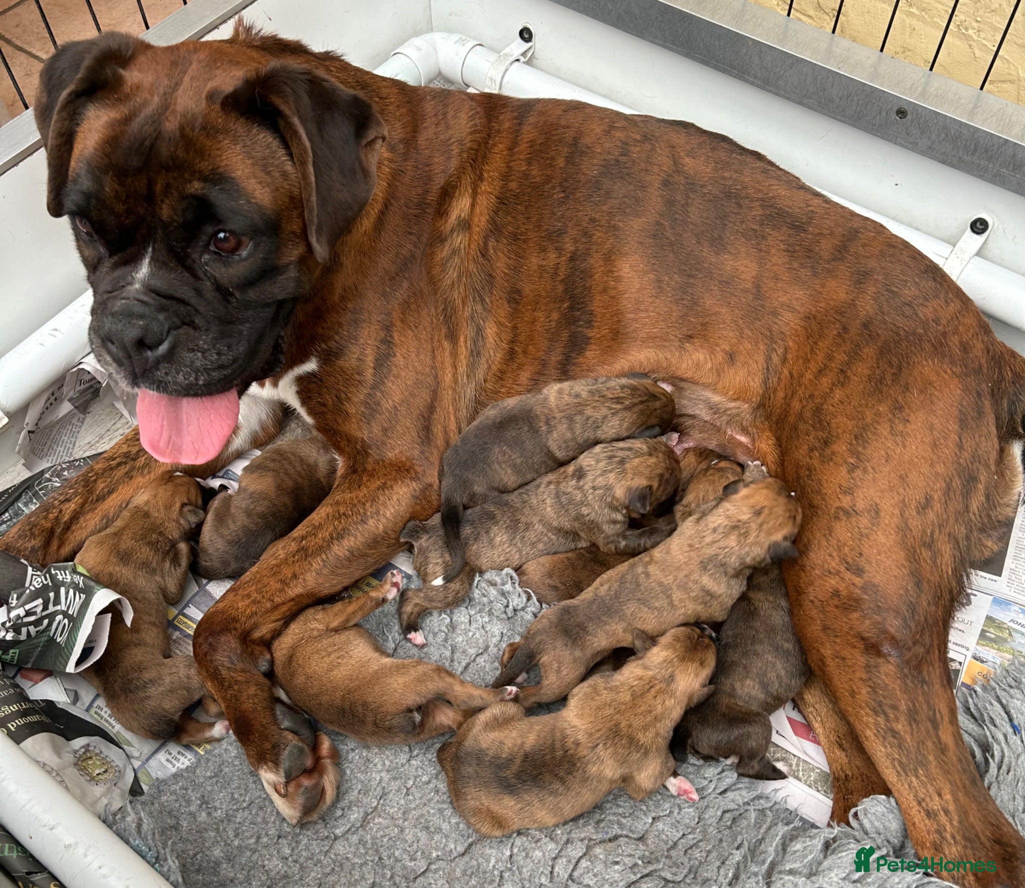 Boxer dogs 5 Star Licensed Breeder 23 years experience  - Advert 1