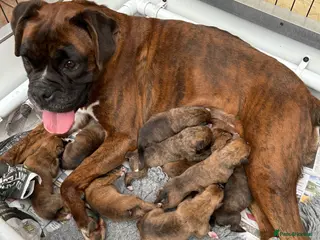 Boxer dogs 5 Star Licensed Breeder 23 years experience - Advert 2
