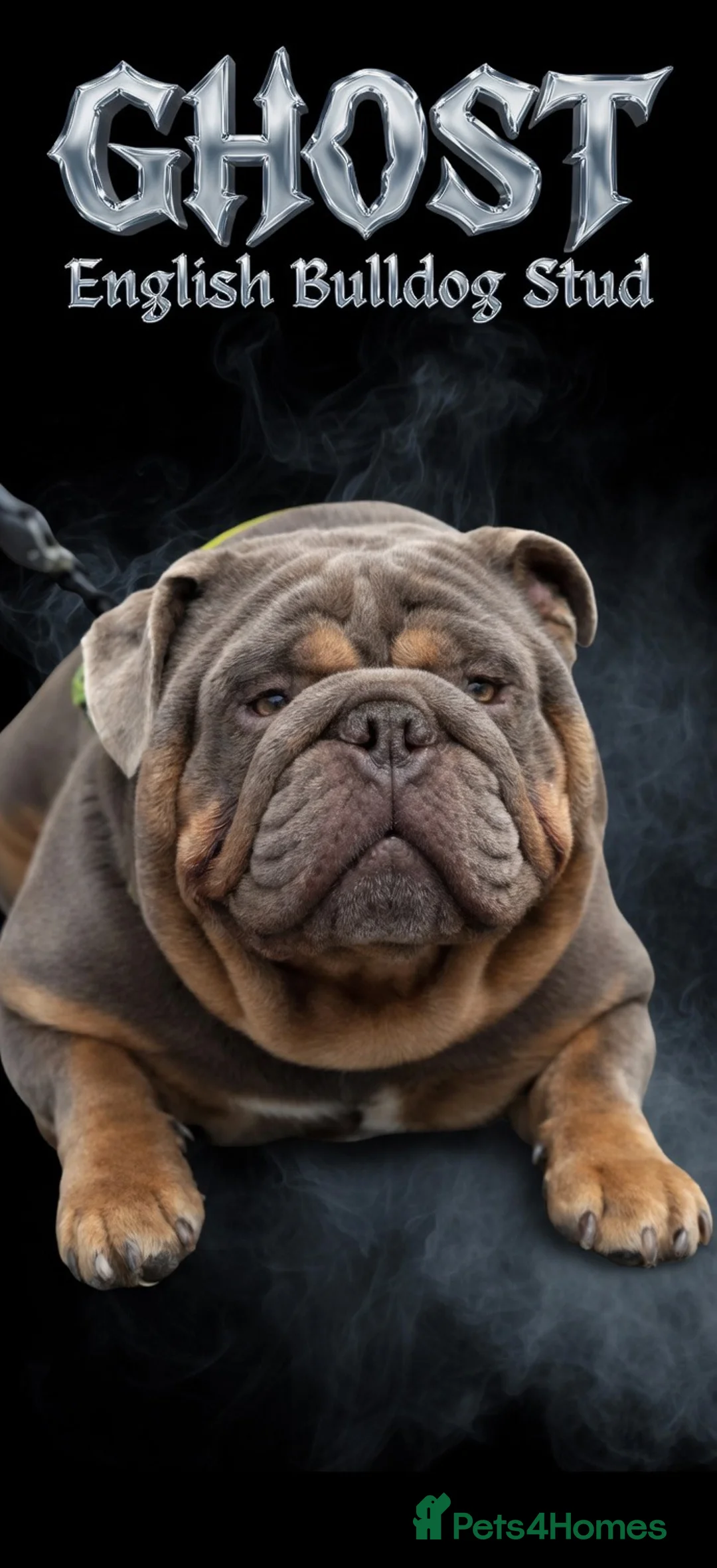 English Bulldog dogs for stud: King Nemesis Son English bulldog stud well proven - Advert 2