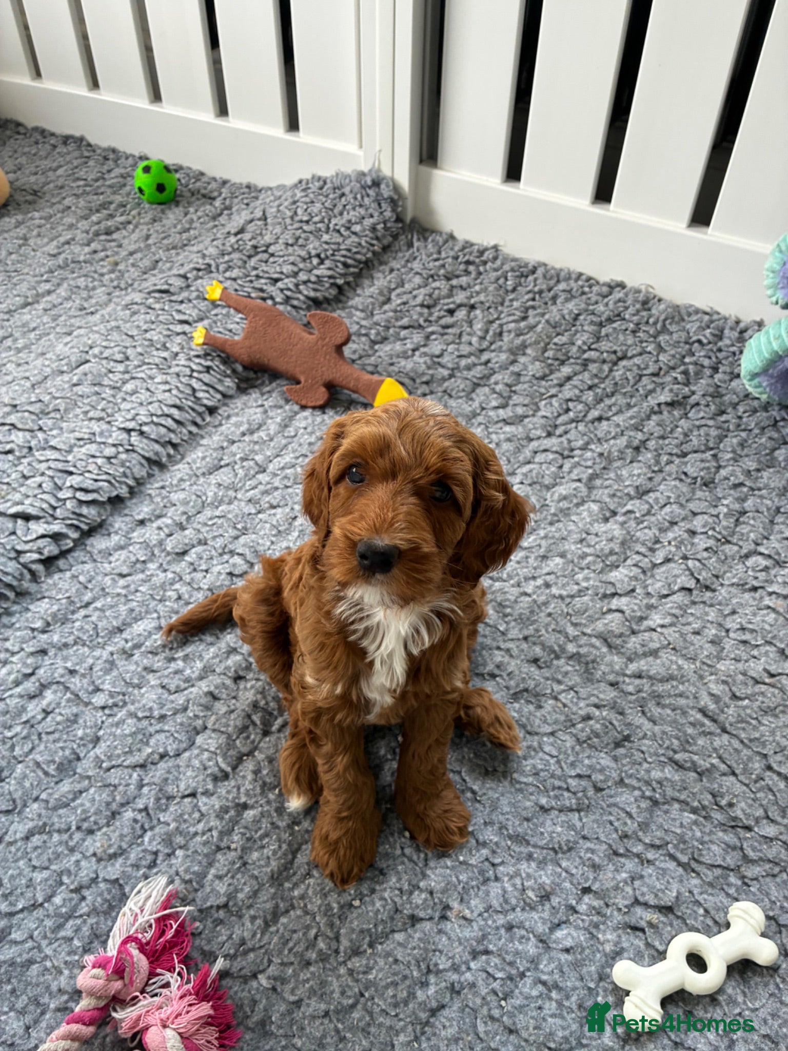 Australian Labradoodle dogs Australian Labradoodle - Advert 1