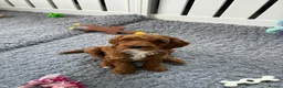 Australian Labradoodle dogs for sale: Australian Labradoodle - Advert 1