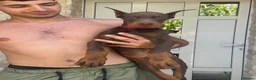 Dobermann dogs for sale: European Dobermann Puppy for sale  - Advert 10