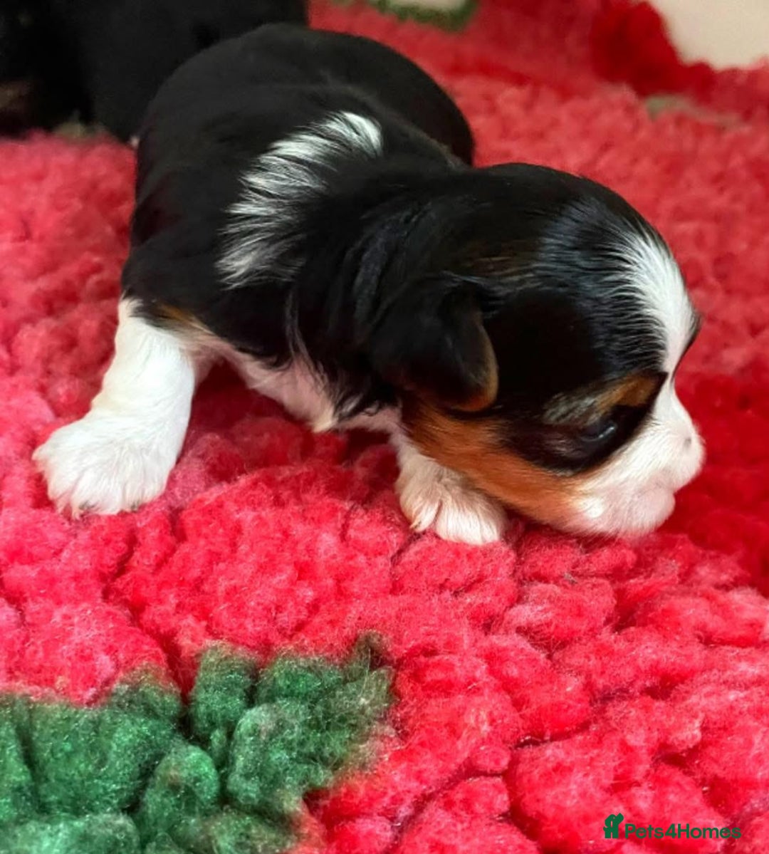 Yorkshire Terrier dogs for sale: ❤️1 Beautiful Girl Biewer Yorkshire Terriers🌟 - Image 10