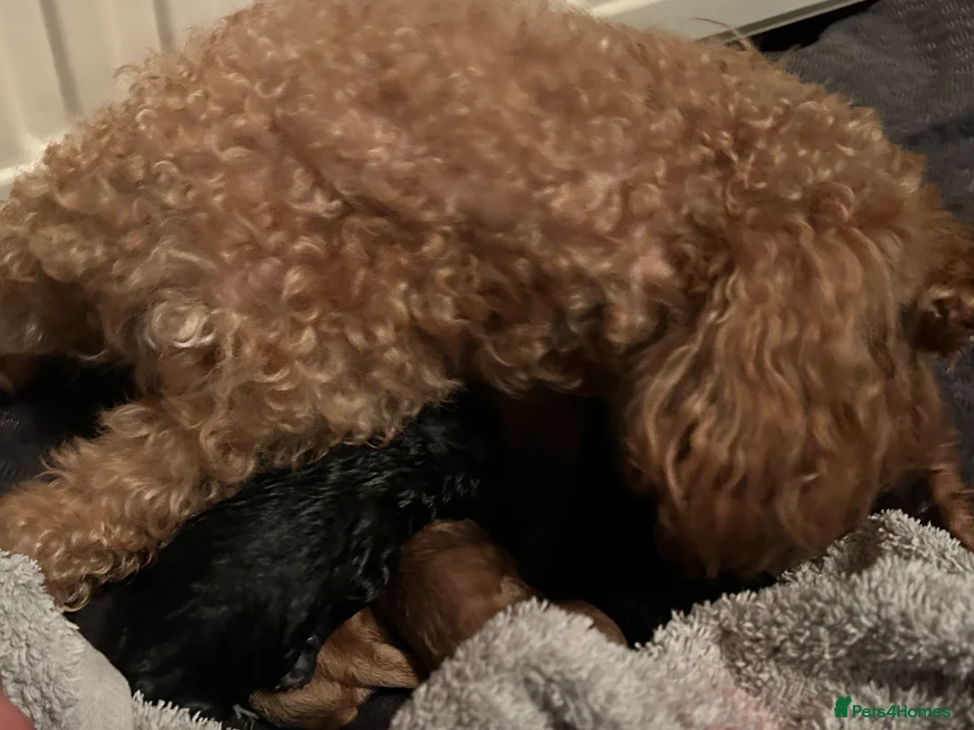 Chipoo dogs for sale: Chihuahua cross poodle puppies - Advert 10