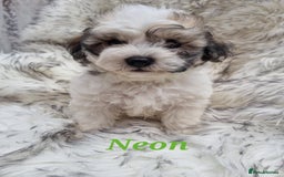 Zuchon dogs for sale: Bichon Frise puppy for sale  - Image 11
