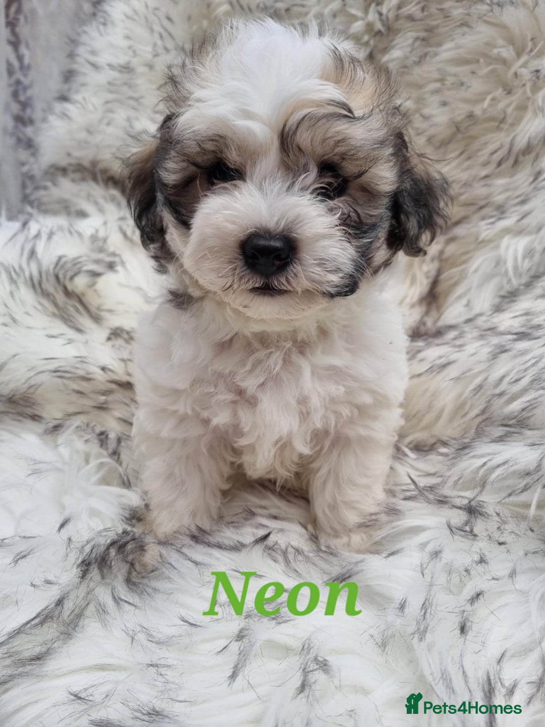Zuchon dogs for sale: Bichon Frise puppy for sale  - Image 11
