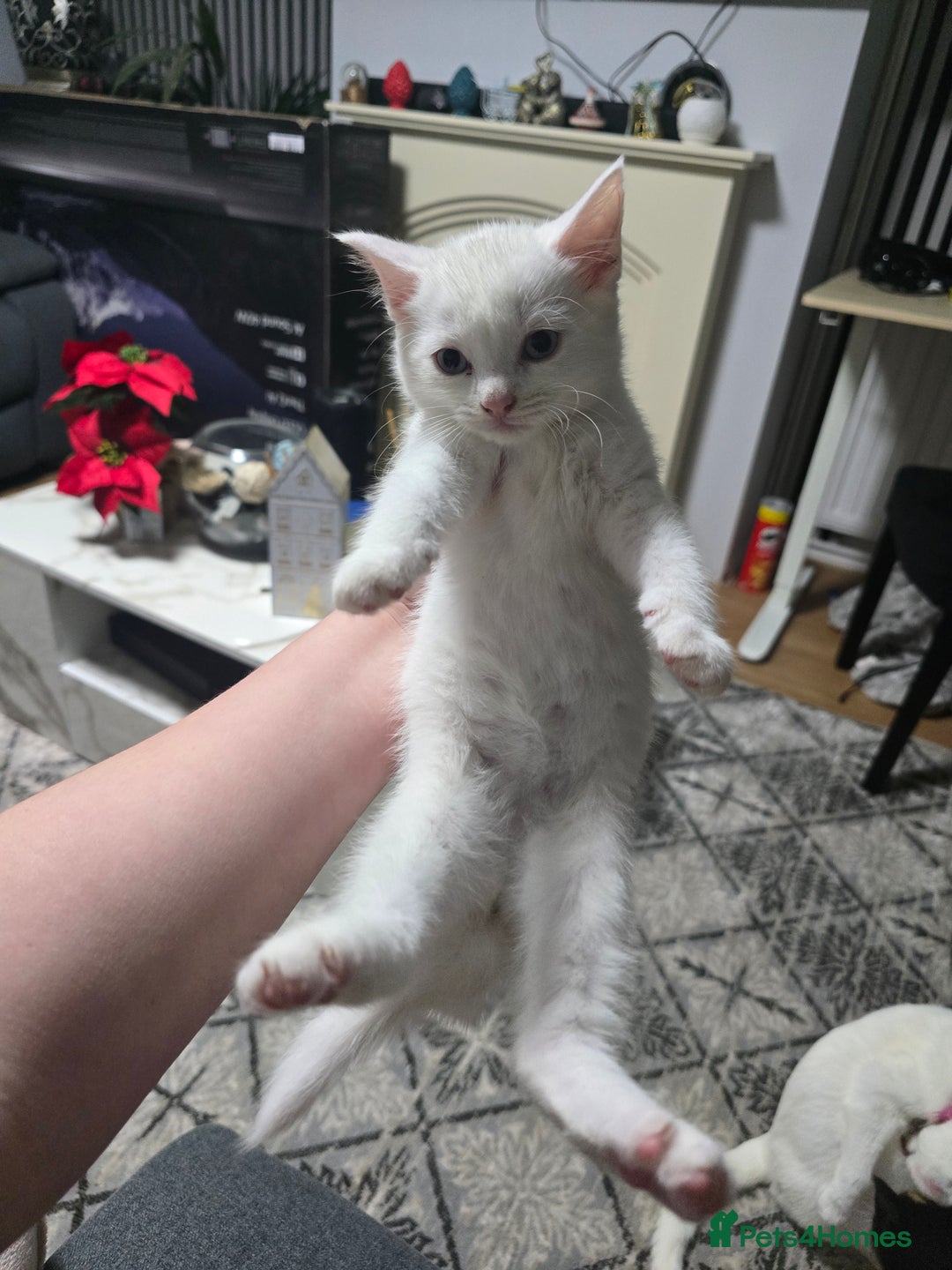 Mixed Breed cats for sale: 2 white kittens and 1 3-coloured for sale - Advert 13