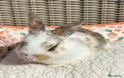 Mixed Breed rabbits for sale: Baby Bunnies - Image 7