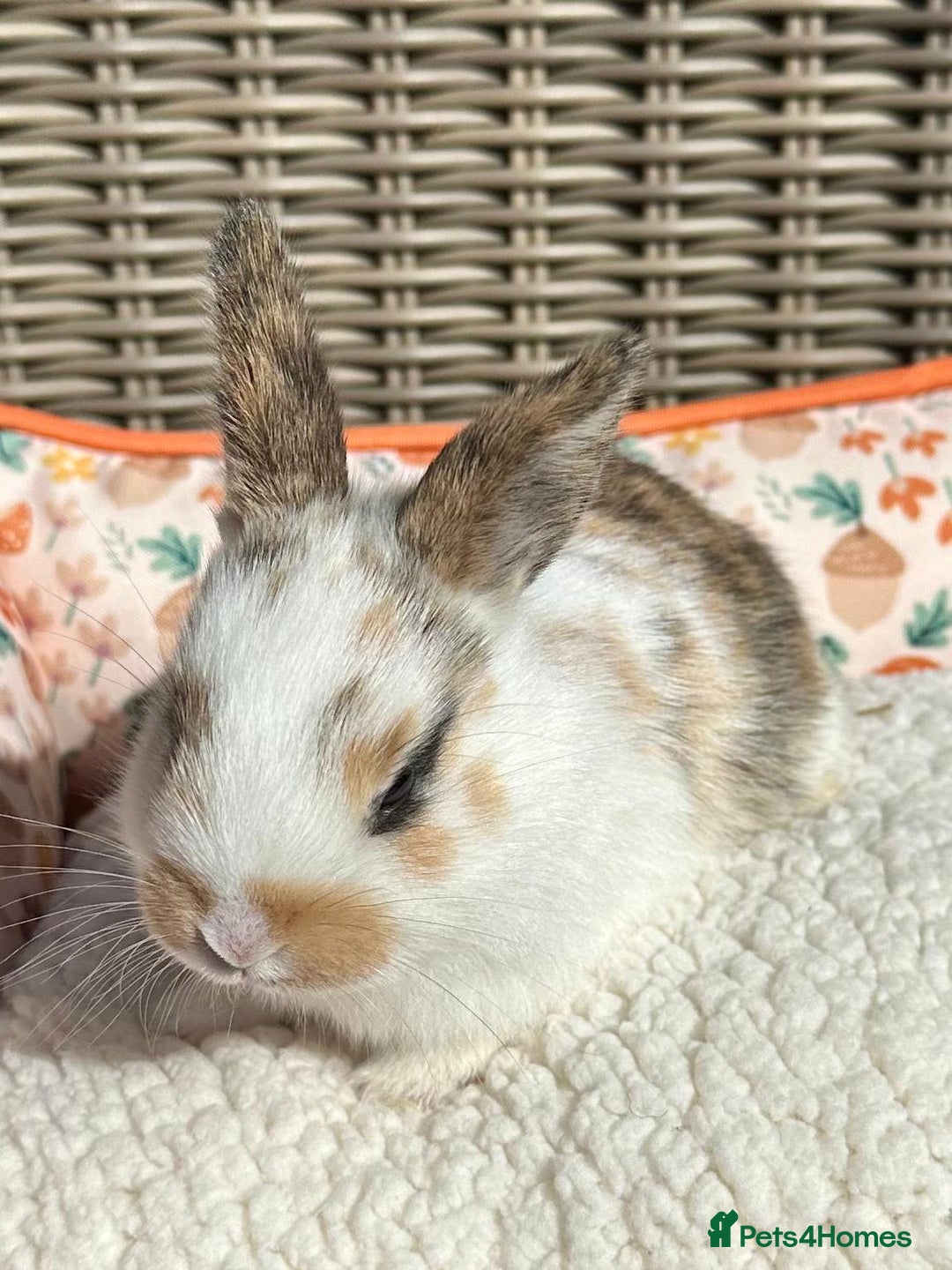 Mixed Breed rabbits for sale: Baby Bunnies - Image 7