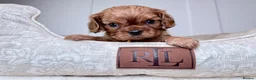 Cavalier King Charles Spaniel dogs for sale: KC registered Cavalier King Charles Spaniel.  - Advert 11