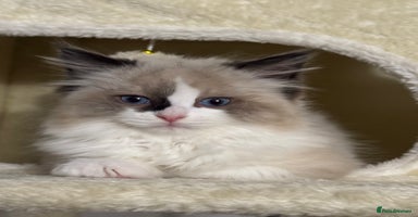 Ragdoll cats Gorgeous fluffy Ragdoll boy - Advert 8