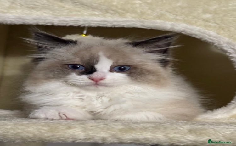 Ragdoll cats Gorgeous fluffy Ragdoll boy - Advert 11
