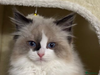 Ragdoll cats Gorgeous fluffy Ragdoll boy - Advert 18