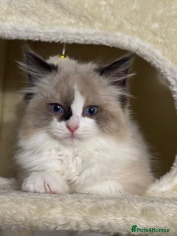 Ragdoll cats Gorgeous fluffy Ragdoll boy - Advert 11