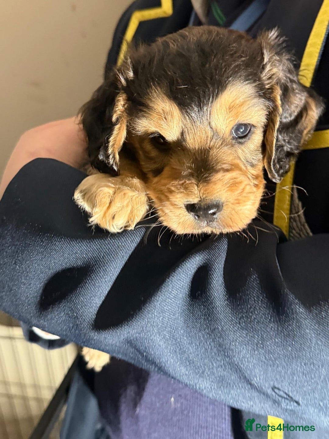 Cocker Spaniel dogs for sale: KC Registered Show Type Cocker Spaniels - Advert 14