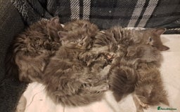 Nebelung cats for sale: Fluffy Grey Kittens for sale Cumbernauld - Image 1