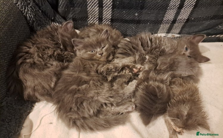 Nebelung cats - Advert 1