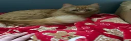 Mixed Breed cats for sale: 2 female kittens  in Romsey - Advert 1