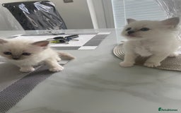 Birman cats for sale: BIRMAN KITTENS  - Image 3
