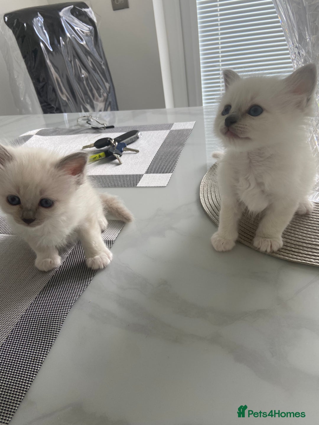 Birman cats for sale: BIRMAN KITTENS  - Image 3