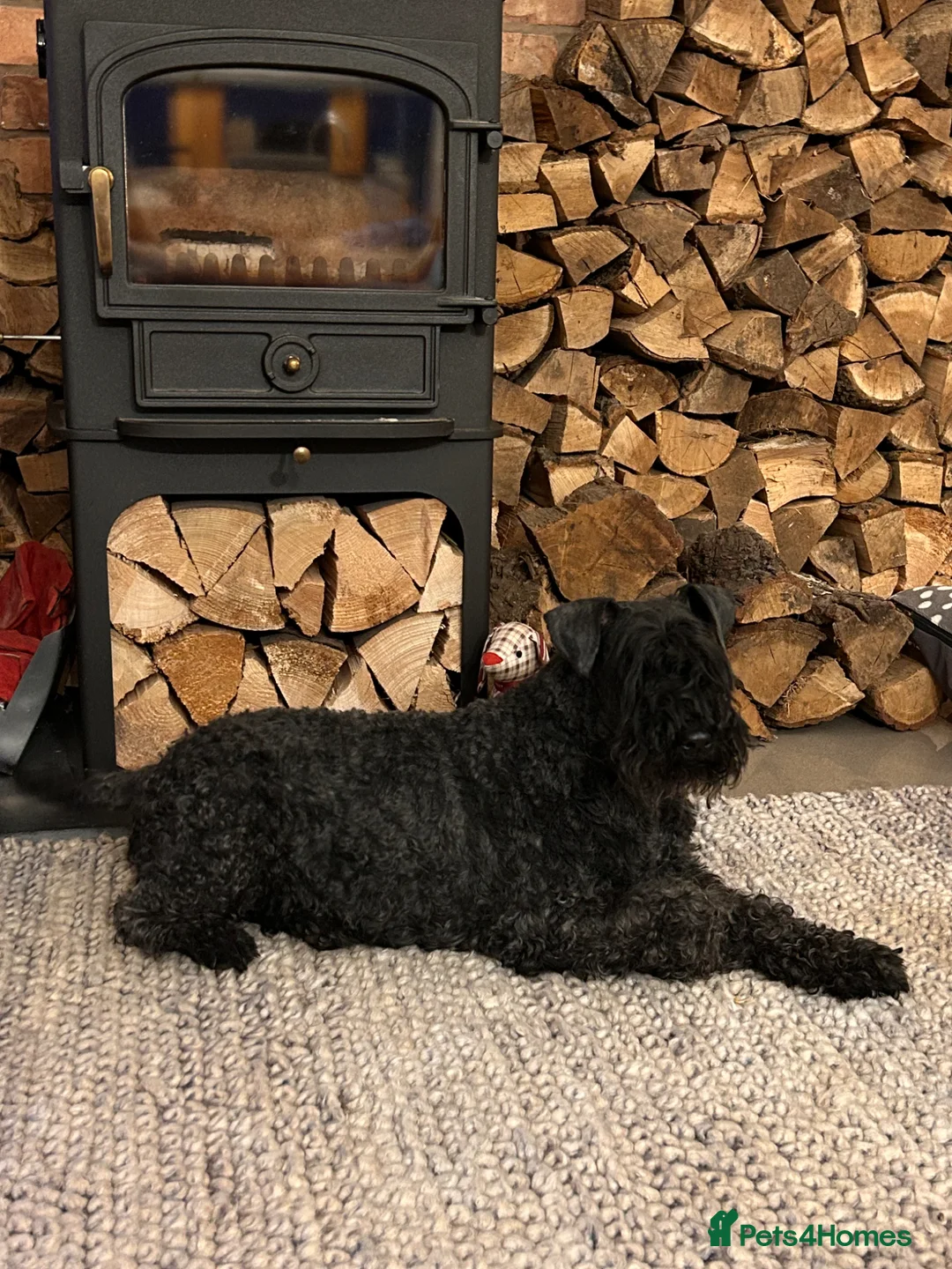 Kerry Blue Terrier dogs for sale: KC REGISTERED KERRY BLUE PUPS  in Whitchurch - Advert 1