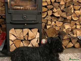 Kerry Blue Terrier dogs KC REGISTERED KERRY BLUE PUPS - Advert 1