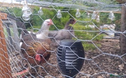 Chickens poultry for sale: Laying Hens 4 Sale  - Image 5