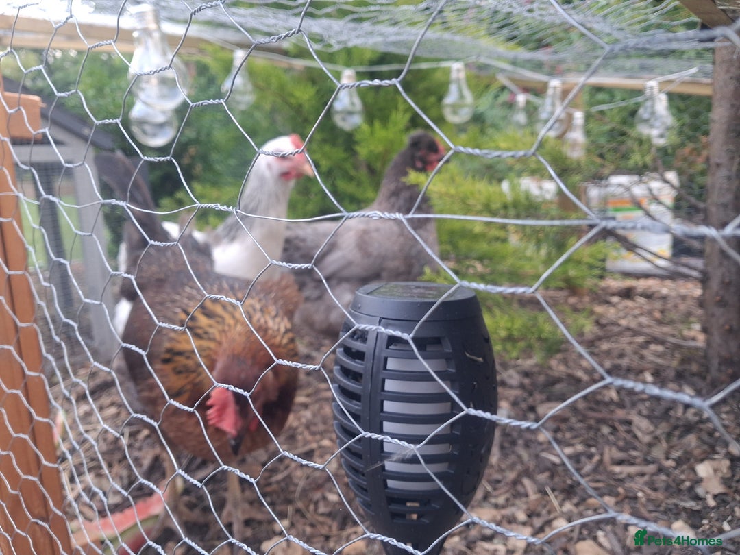 Chickens poultry for sale: Laying Hens 4 Sale  - Image 5
