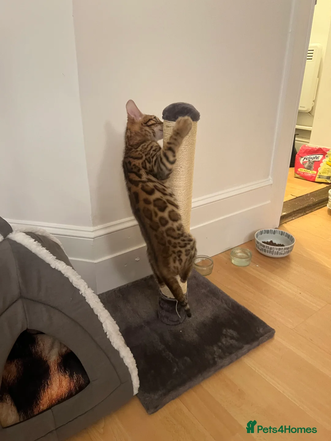 Bengal cats for sale: Pure Bengal - Home Raised - £1300 - Advert 5