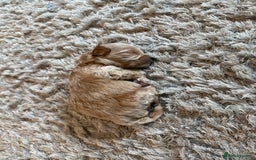Maltipoo dogs for sale: Real life teddy bear f1 Maltipoos ❤️💥 - Image 27