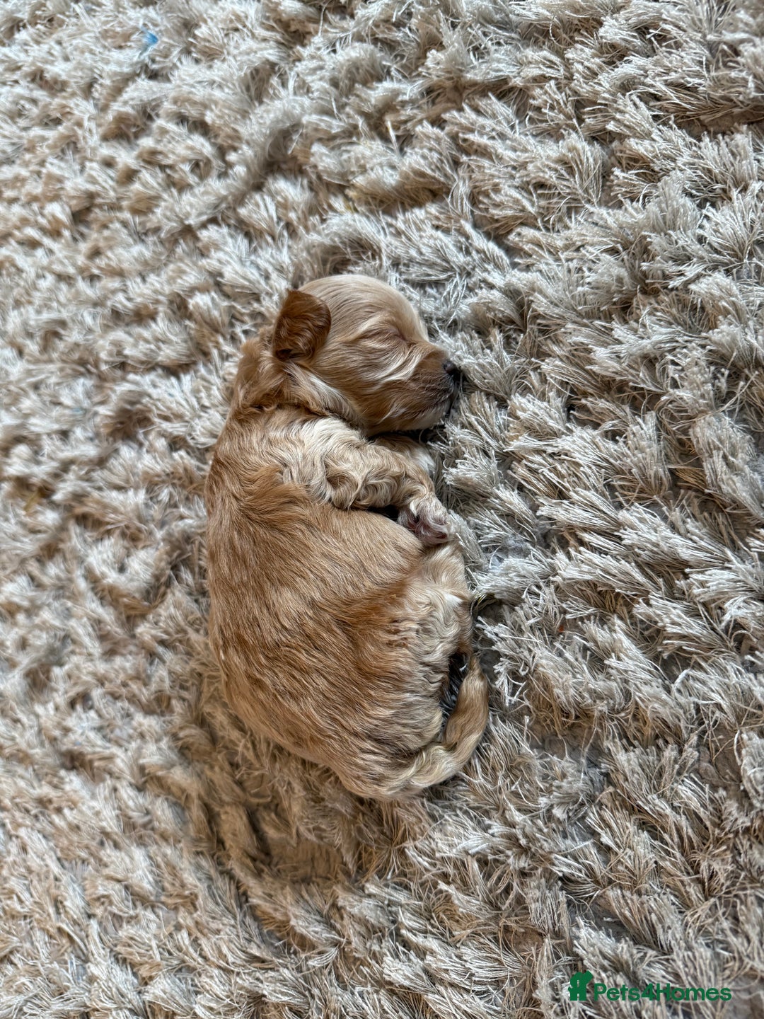 Maltipoo dogs for sale: Real life teddy bear f1 Maltipoos ❤️💥 - Image 27
