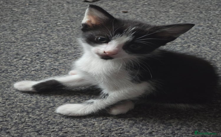 Mixed Breed cats - Advert 2