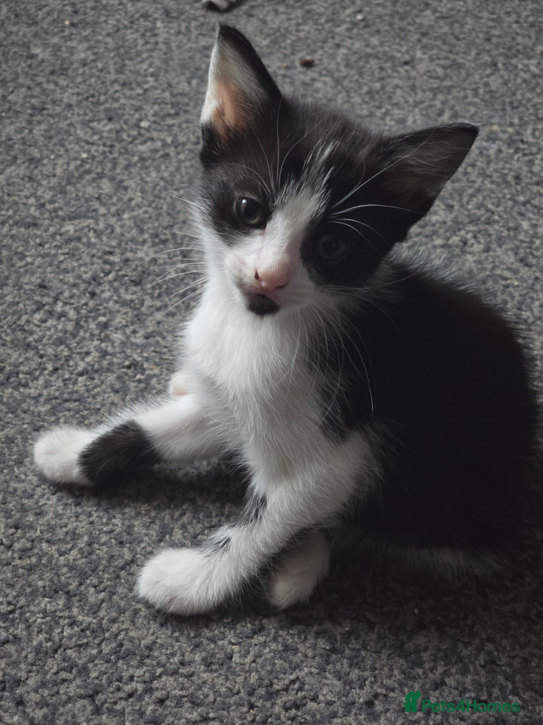 Mixed Breed cats for sale: Kitten  - Image 4
