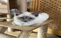 Ragdoll cats for sale: Ragdoll kittens - Image 5